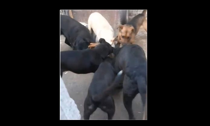 F. Varela - 14 perros secuestrados por una por denuncia de maltrato animal